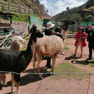 Combine Dog Shelter with Wildlife Rescue Center